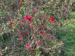  <a style='color: #fff;' href='/uploaded/photo/visie-arboretum-de-chevreloup-6253fa0dbb46f.jpg'>(Télécharger)</a>